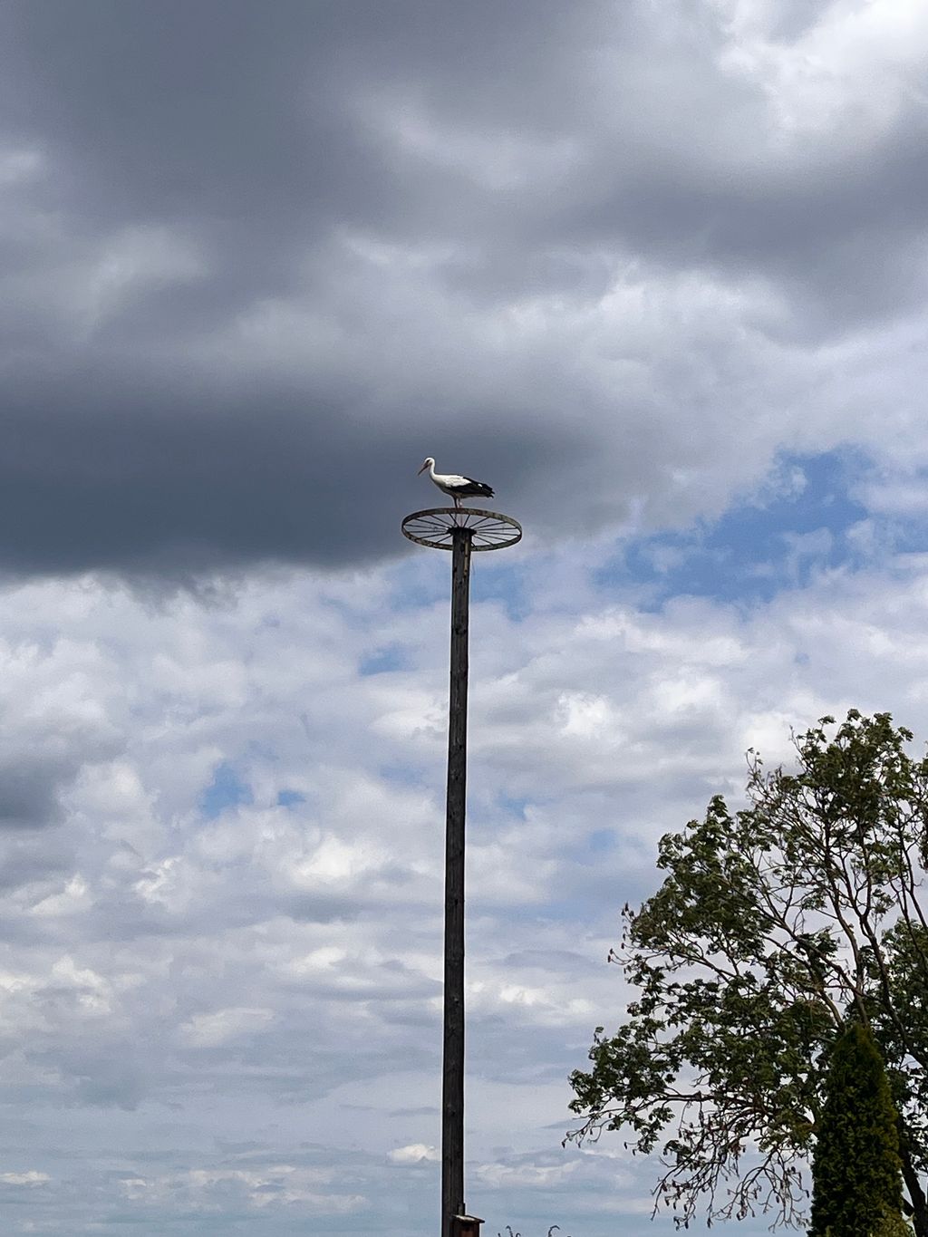 Une prairie bien entretenue à l'ombre d'un cerisier