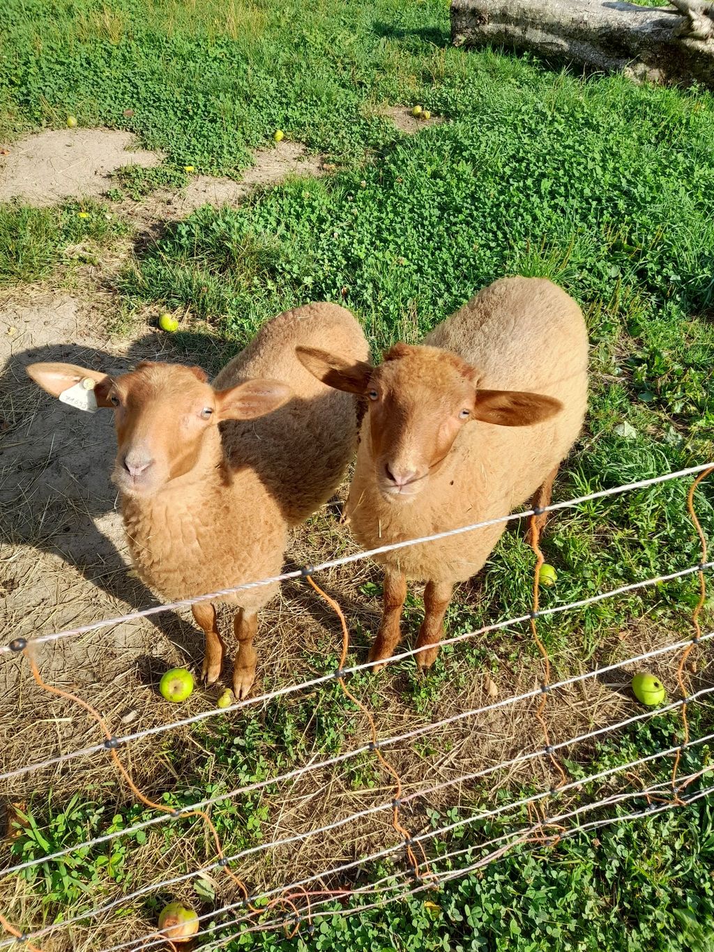 Campeggio a Schaf-trifft-Huhn vicino a un piccolo ruscello