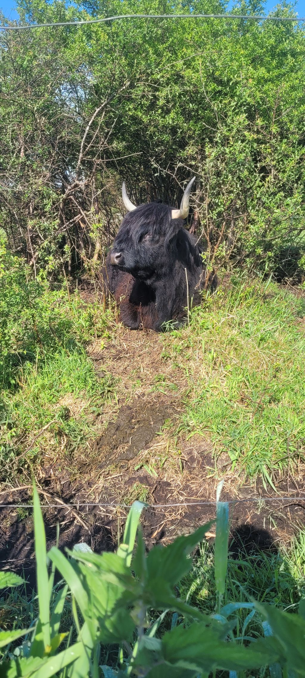 Rancho con caballos y ganado en el canal Ems-Jade