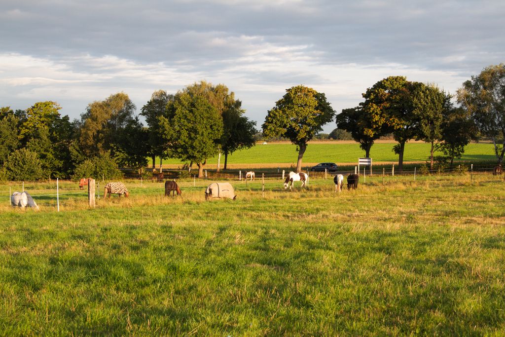 Pastos para caballos en la reserva natural de Lüneburg Heath