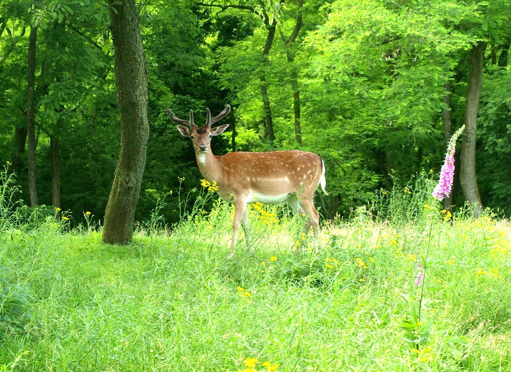 Emplacement dans le parc à gibier sur le sentier de randonnée Rheinsteig