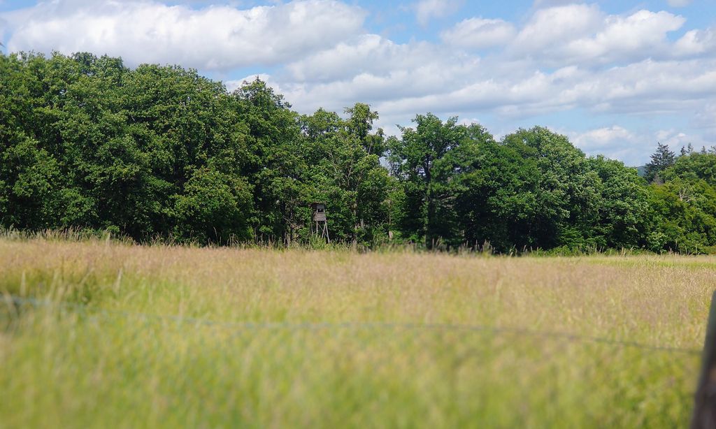 Verwildeter Obstgarten im Frau-Holle-Land