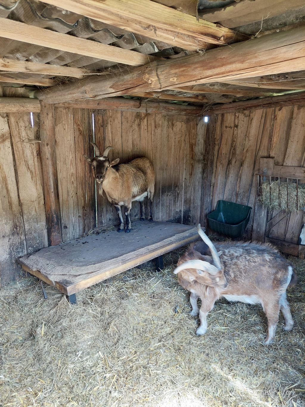 Emplacement dans la verdure près de Walsrode avec animaux