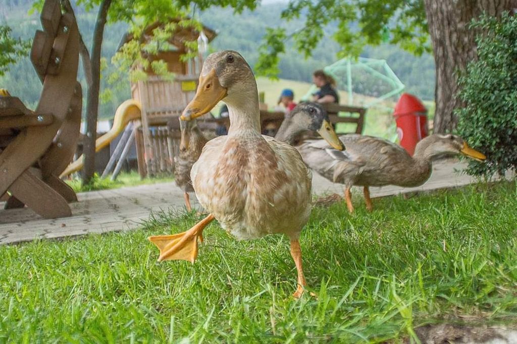 Gesäuse National Park: Organic Farm Campsite