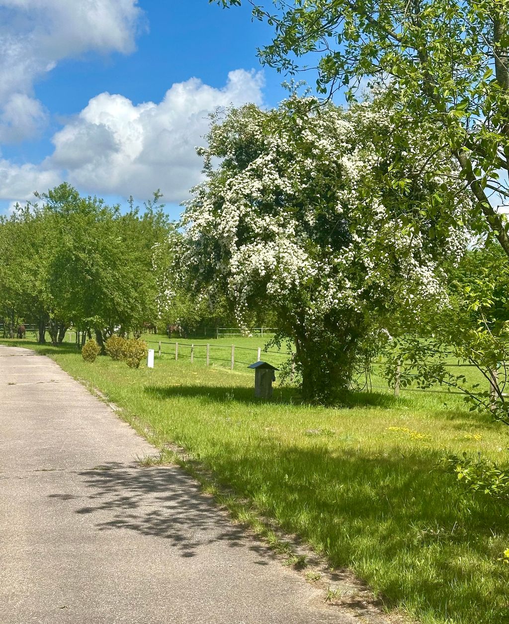 Jadelund: Ruhiger Stellplatz auf der Pferdefarm