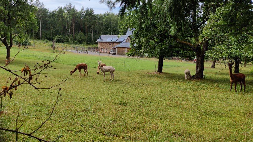 Emplacement pour alpagas dans la pittoresque région de l'Eifel