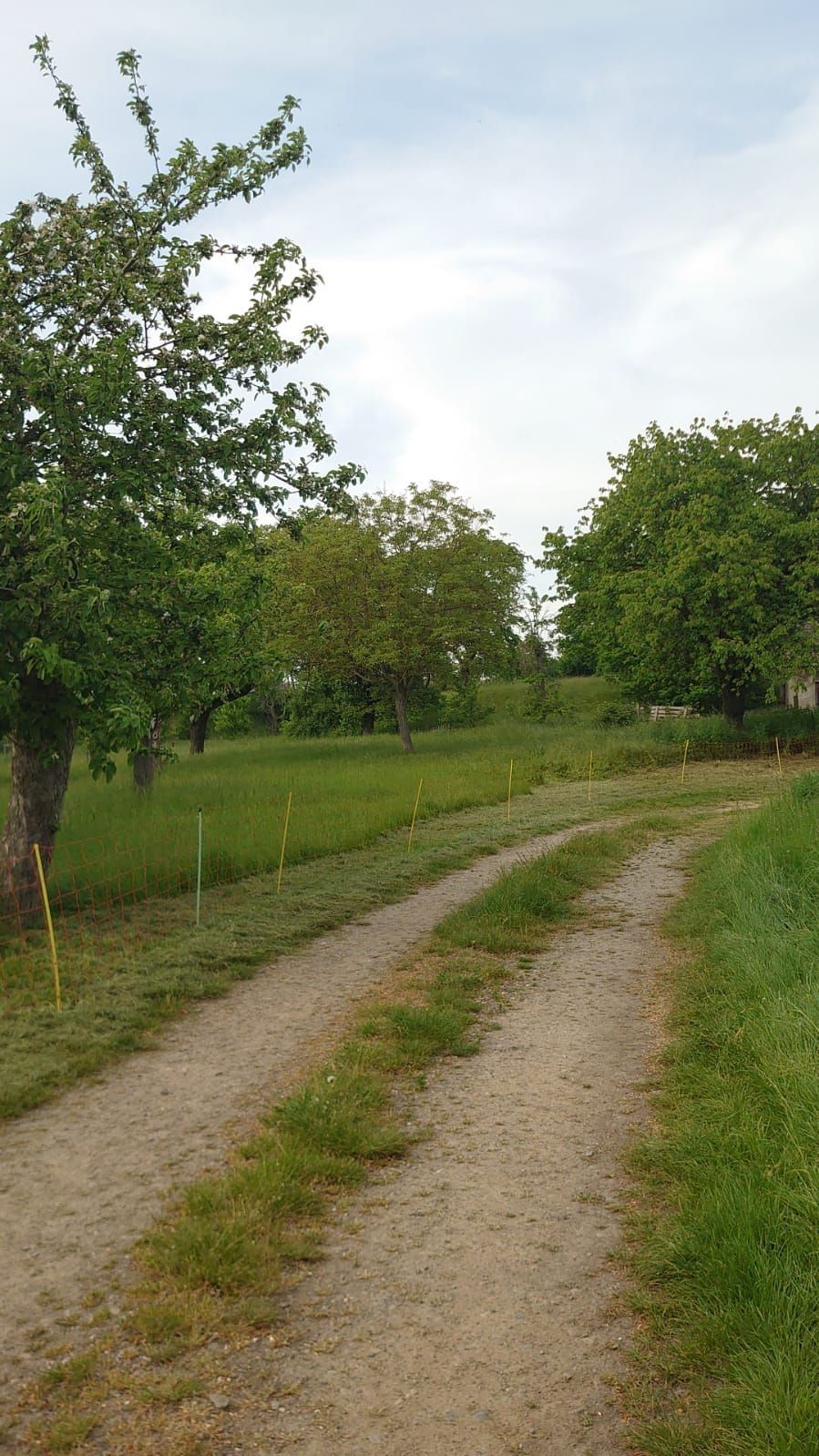 Prato quasi naturale in una vecchia cava di sabbia