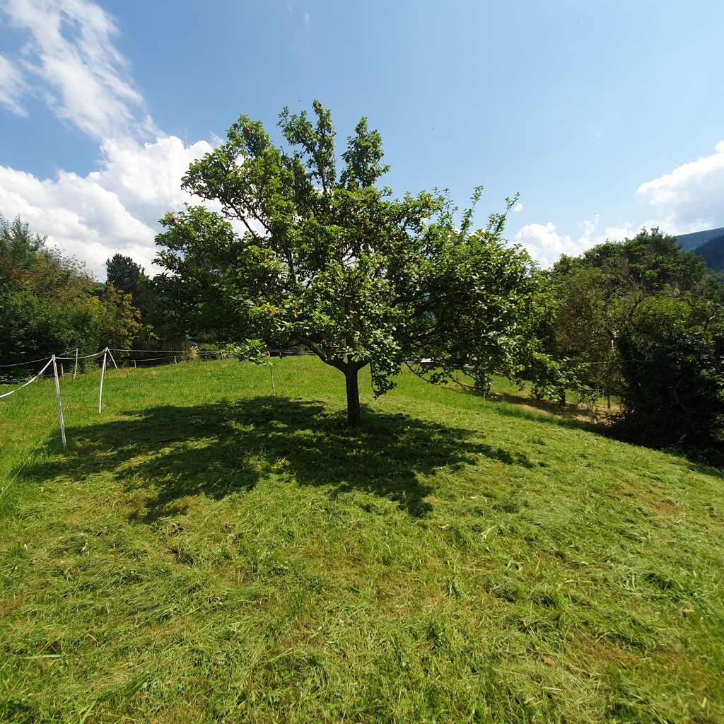 Terrain de camping "unterm Apfelbaum" dans le nord de la Forêt-Noire