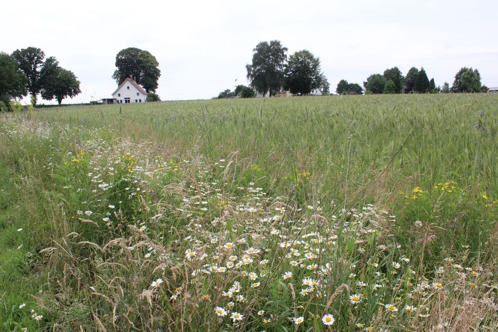 Am Feldrand in der Nähe des Teutoburger Walds