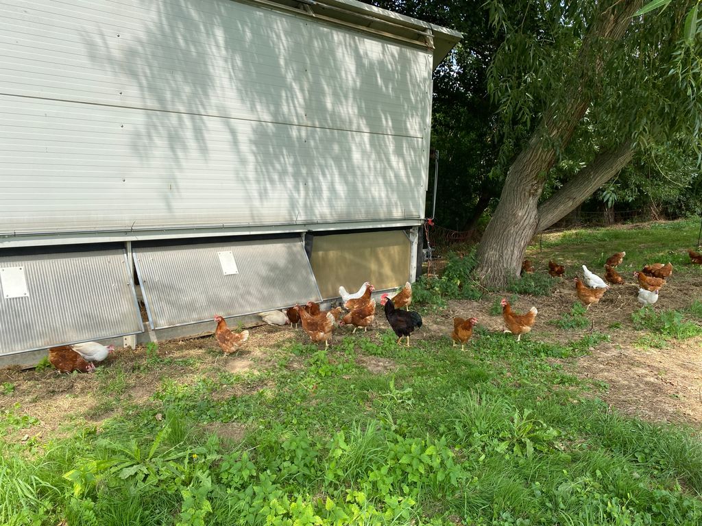 Œufs Premium élevés en plein air