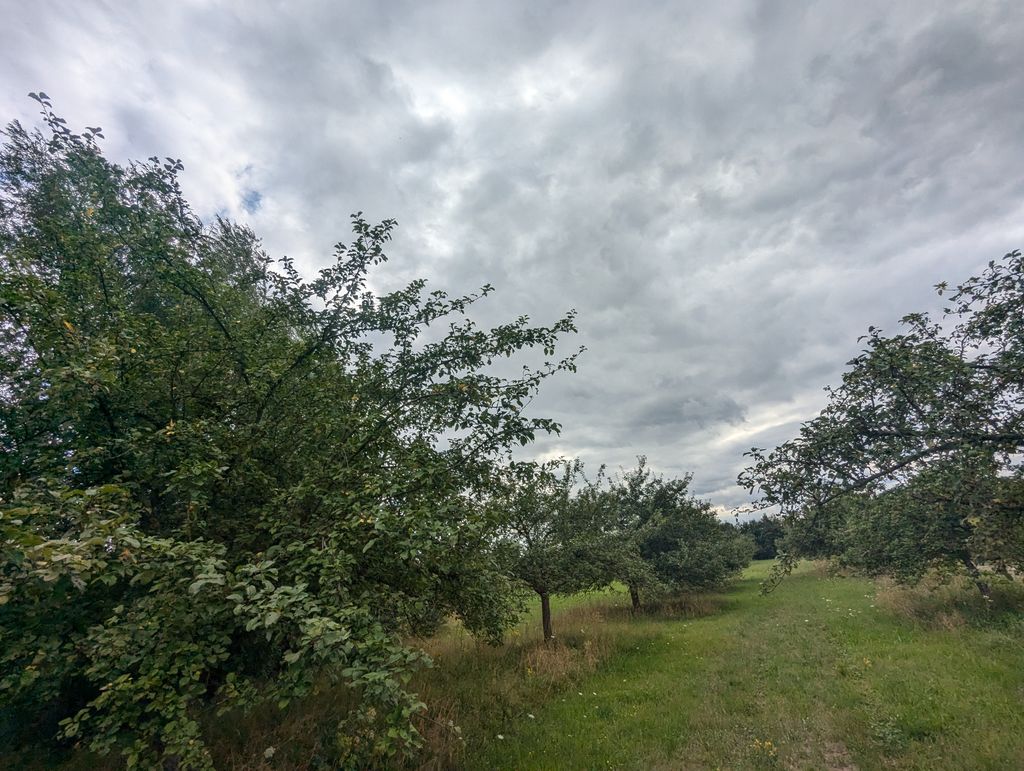 Un paesaggio idilliaco nei pressi di Bamberga, con un laghetto e meli