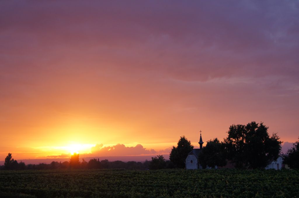 Camping au domaine viticole - au milieu des vignes !