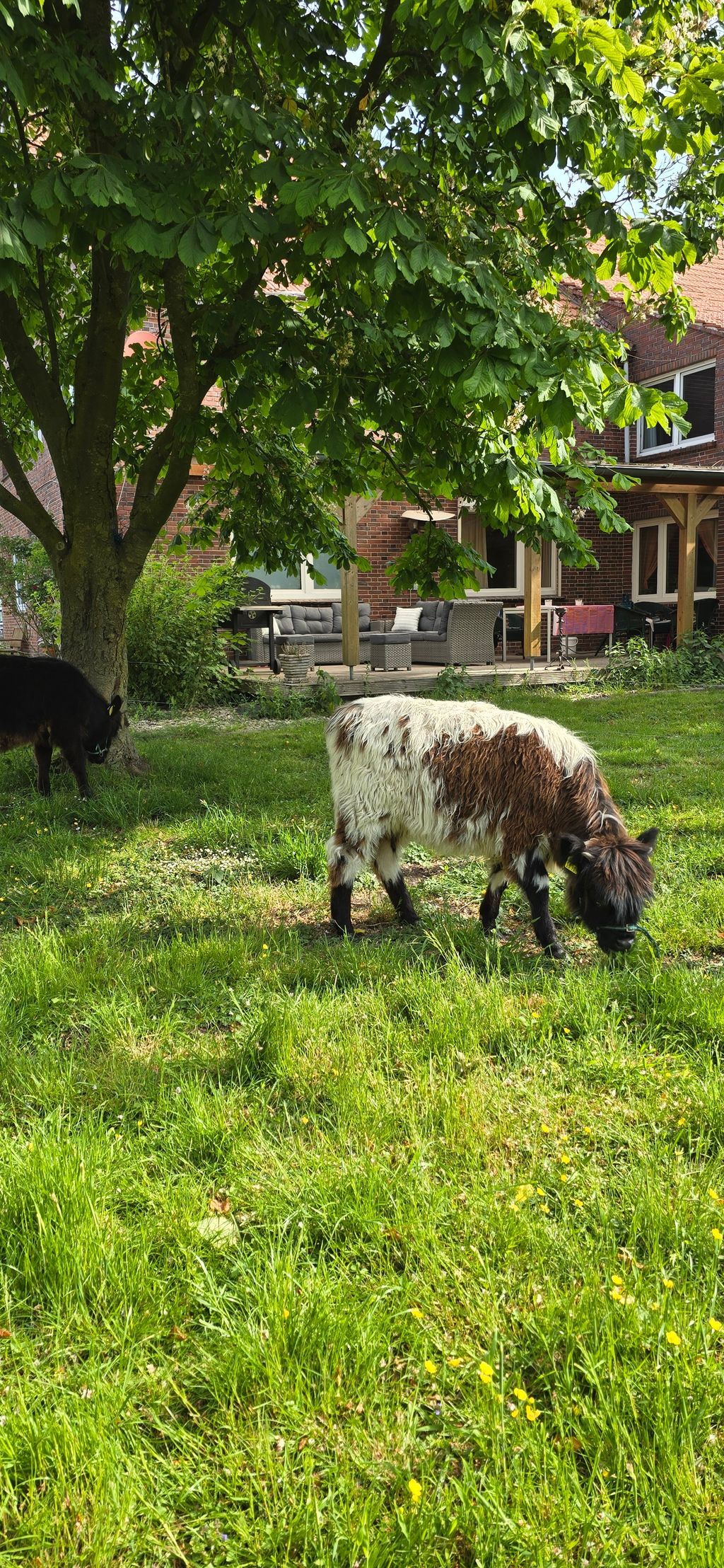 Rancho con caballos y ganado en el canal Ems-Jade