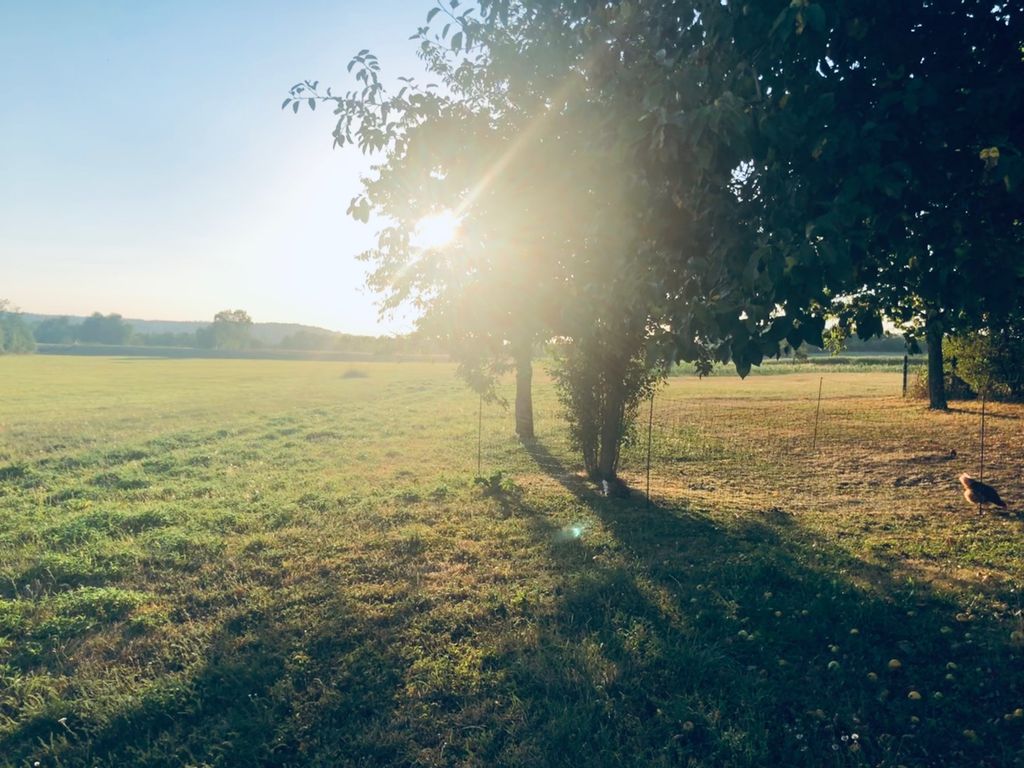 Green, idyllic meadow in beautiful Middle Franconia