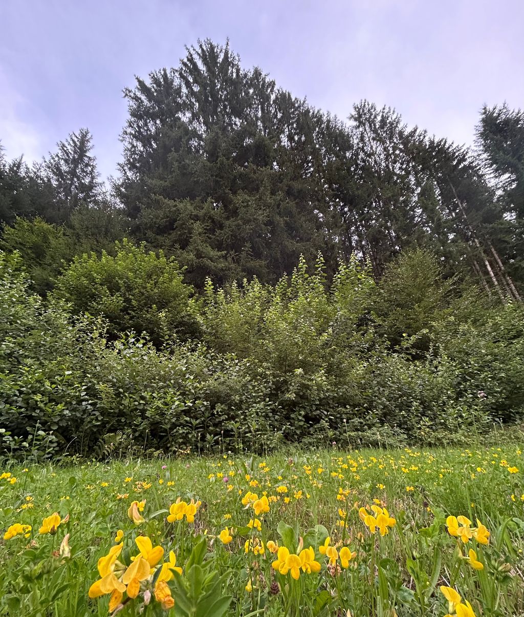 Wunderschöne Wiese umgeben von Wald und Natur