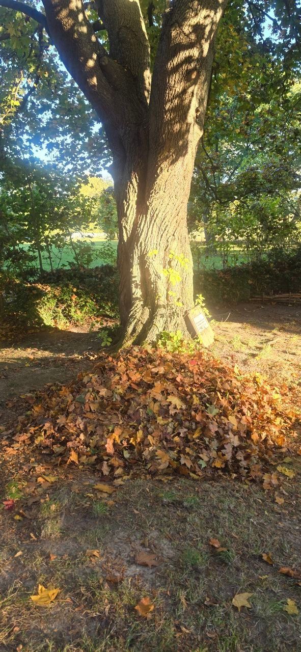 Piazzola del giardino delle erbe selvatiche