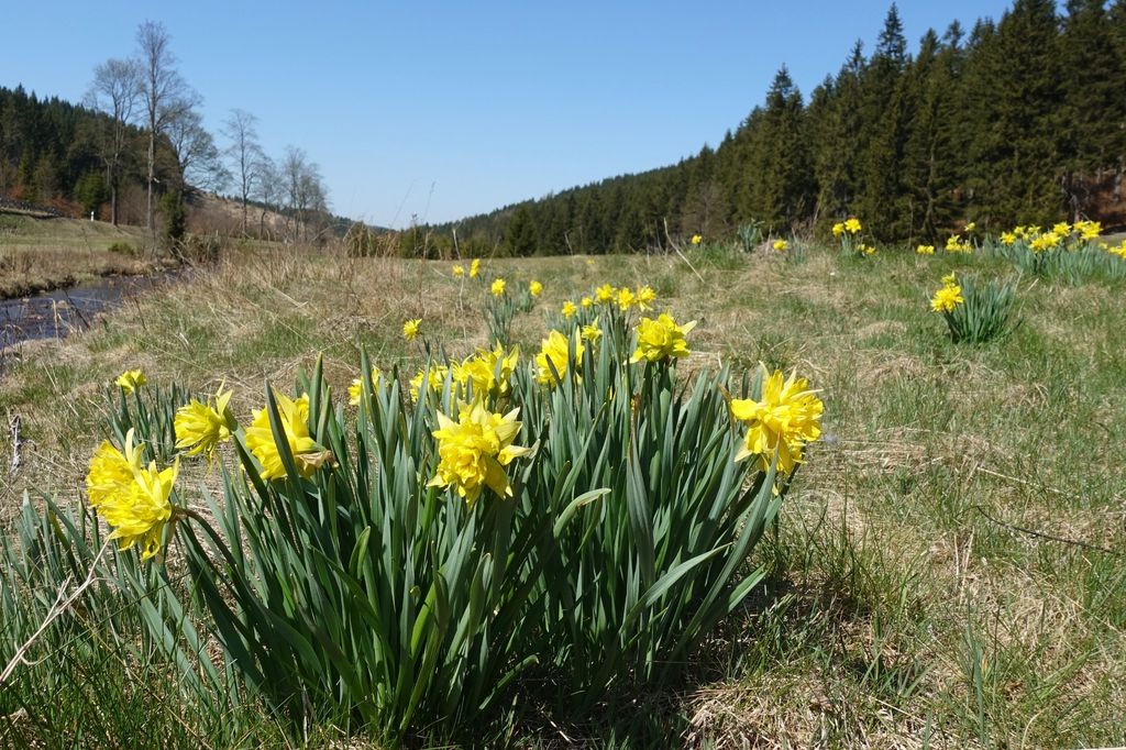 Ein Platz an Bergwiesen mit phantastischen Blick