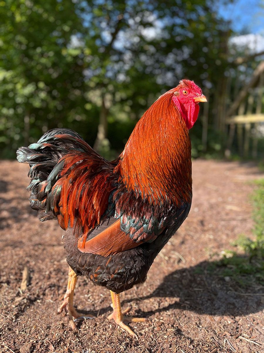 Resthof im Grünen mit vielen Tieren nahe Dänemark