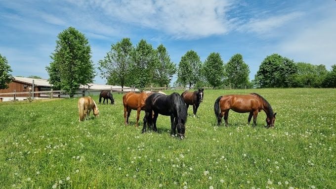 Piazzola in un maneggio nei Monti Metalliferi