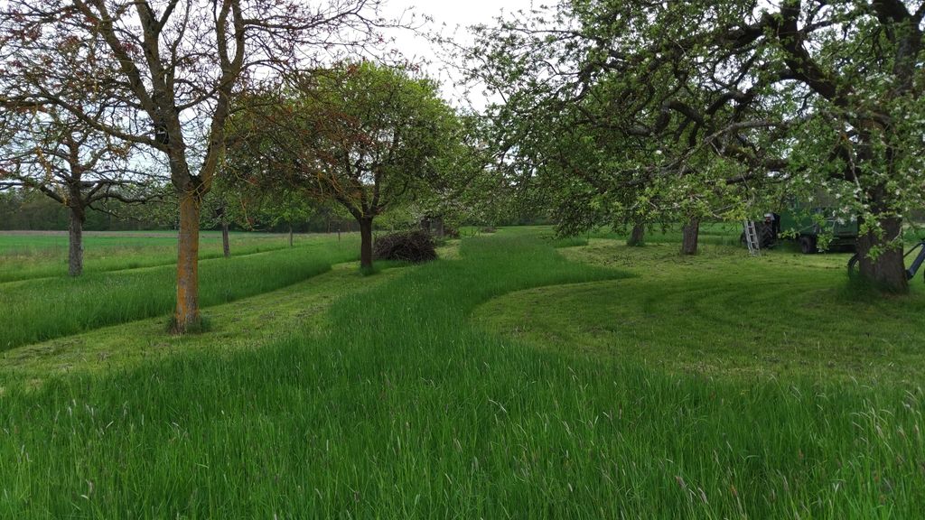 Orchard meadow right next to the Hasenwald zoo
