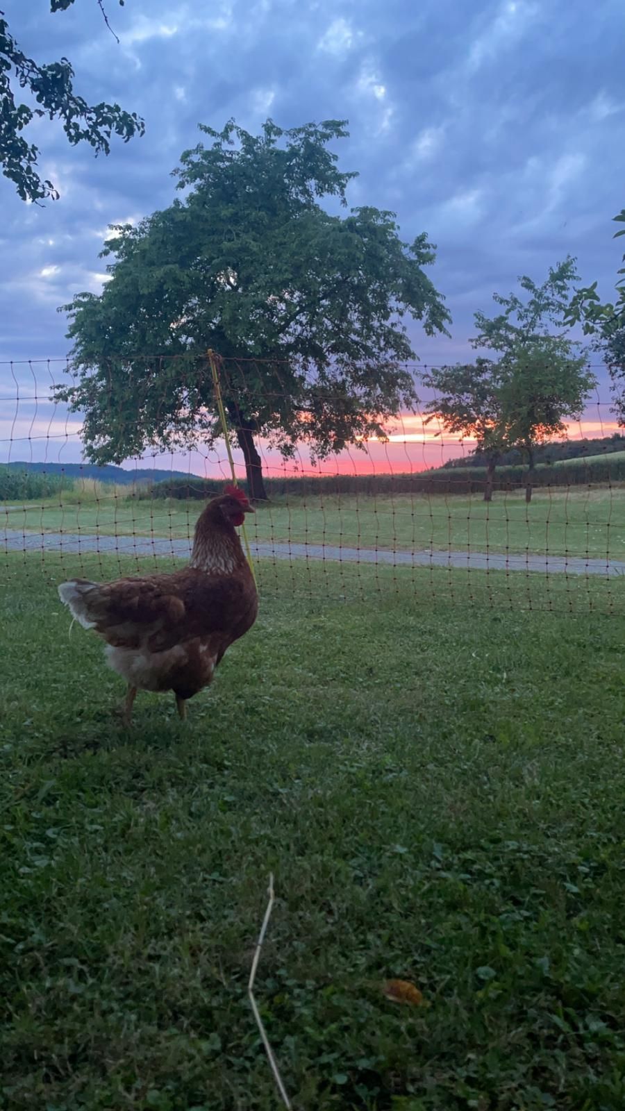 Naturcampen am Bauernhof - in der Nähe der Wachau