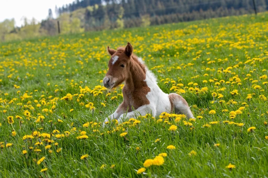 Verträumte Auszeit im Pferdeparadies 