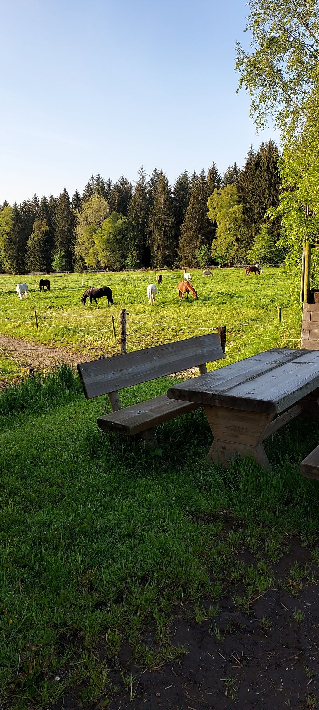 Camping dans un centre équestre au bord de la forêt
