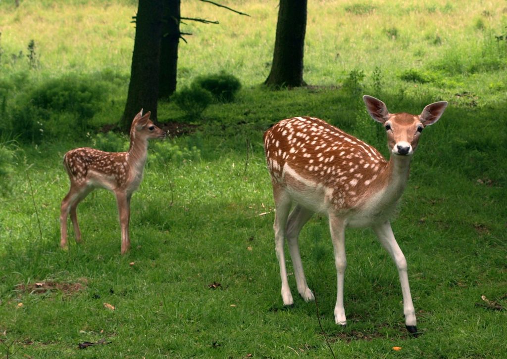 Emplacement dans le parc à gibier sur le sentier de randonnée Rheinsteig