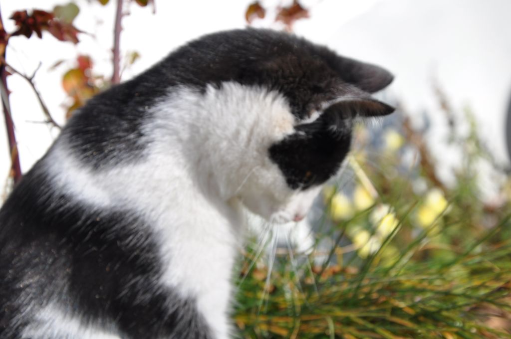 Bergbauernhofcamping im schönen Ennstal