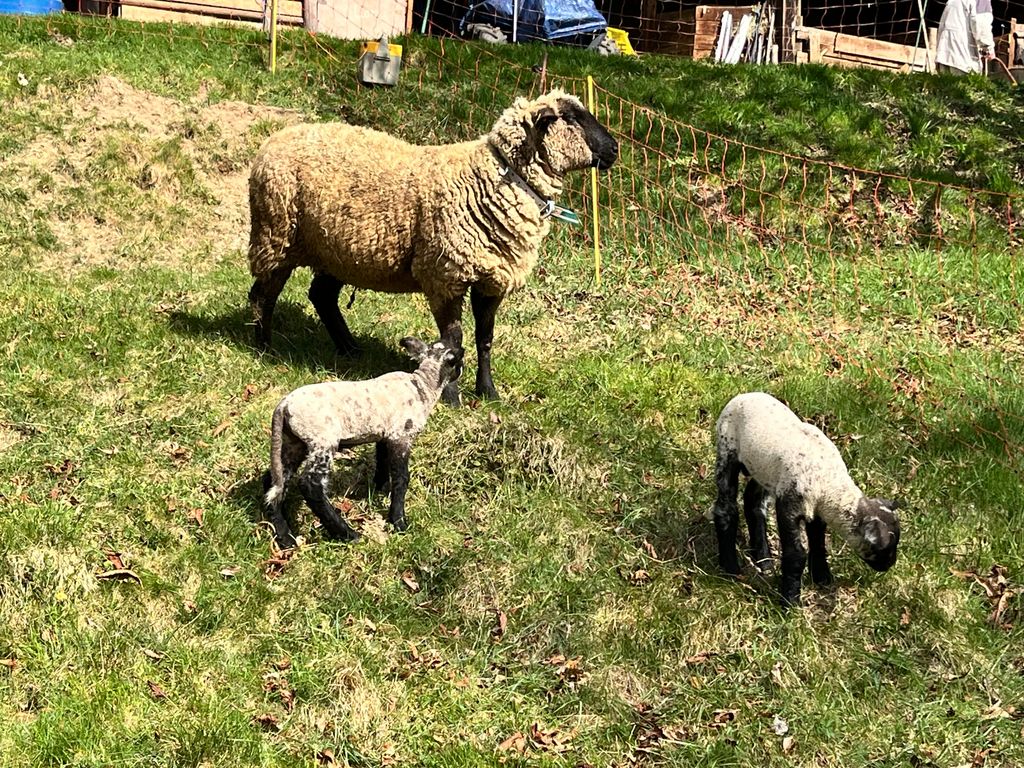 Pecore proprio lì accanto