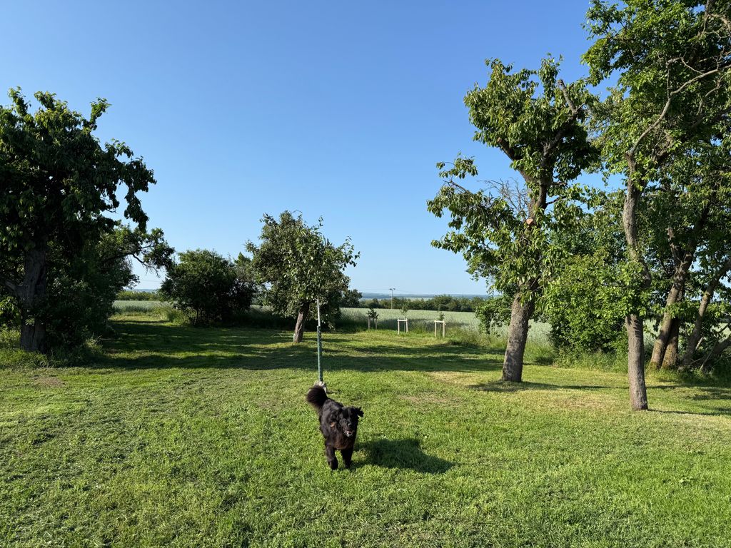 Far from the shot in the meadow orchard