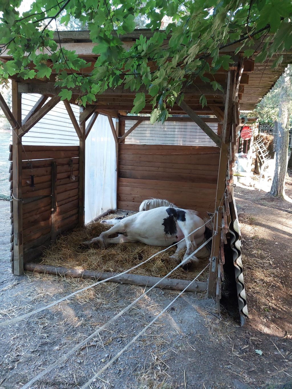 Granja de caballos y refugio para animales junto al río Efer