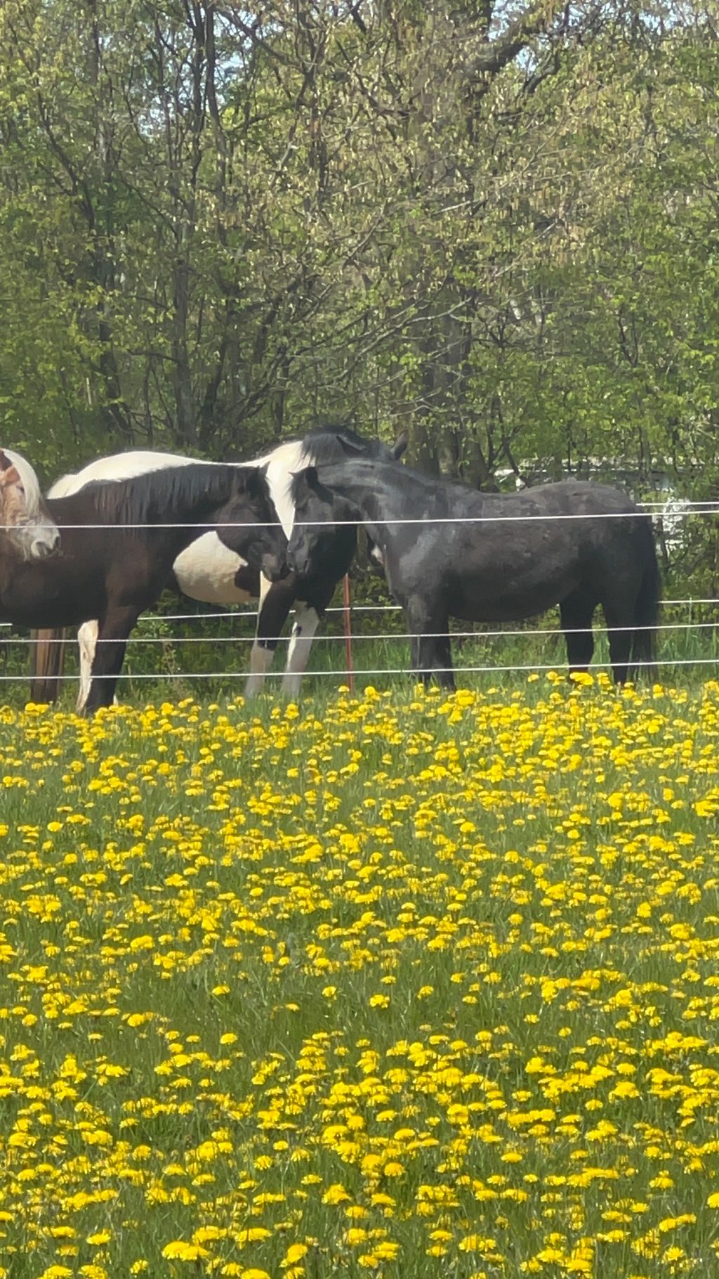 Camping auf dem Pferdehof in Ostsee-Nähe