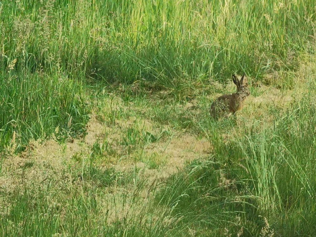 Geheimtipp - Alleinlage am Bach - Lüneburger Heide