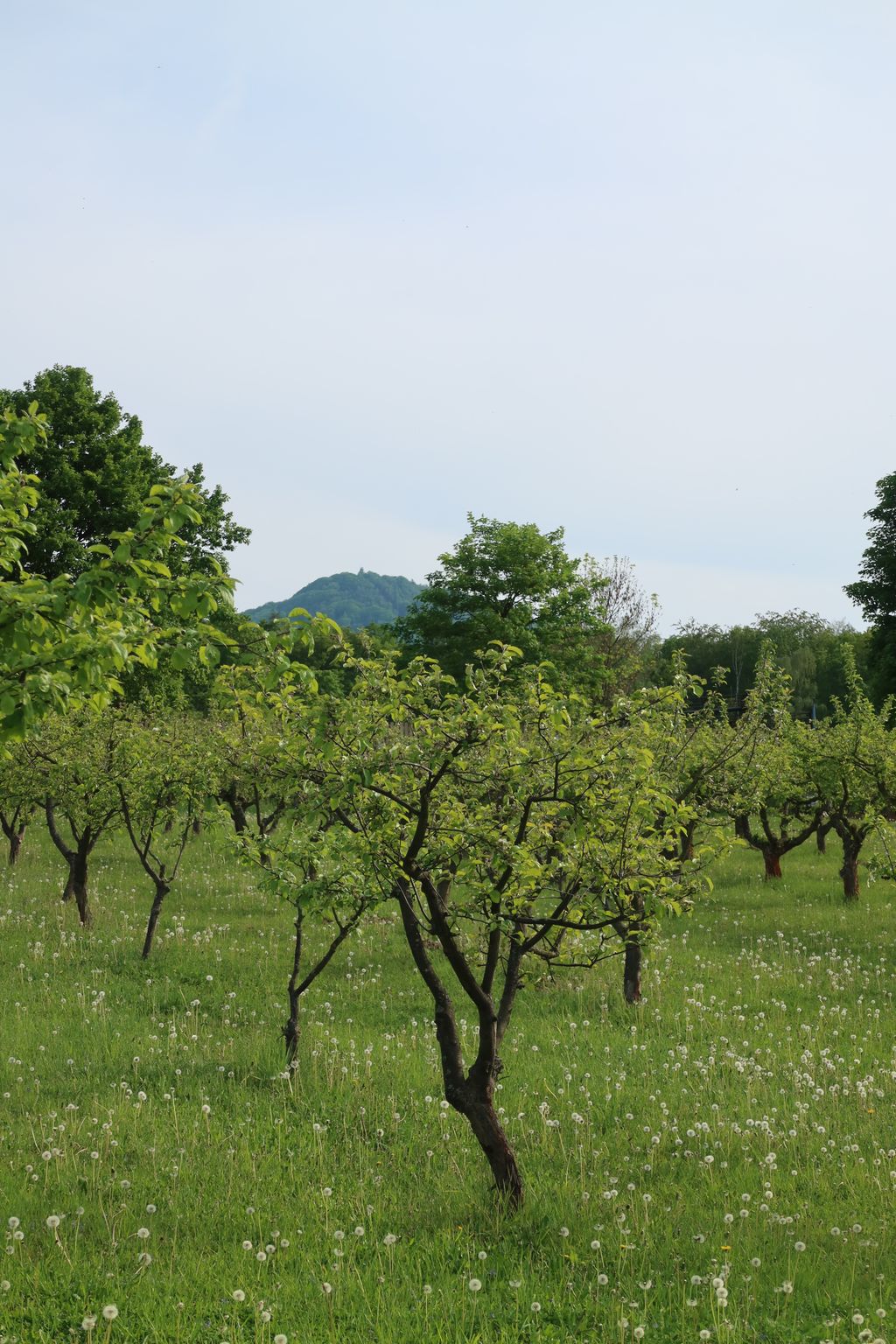 Apple orchard in the Czech low mountain range