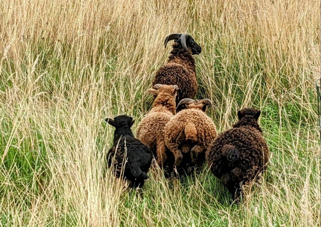 Naturnah Campen umgeben von Natur und Schafen