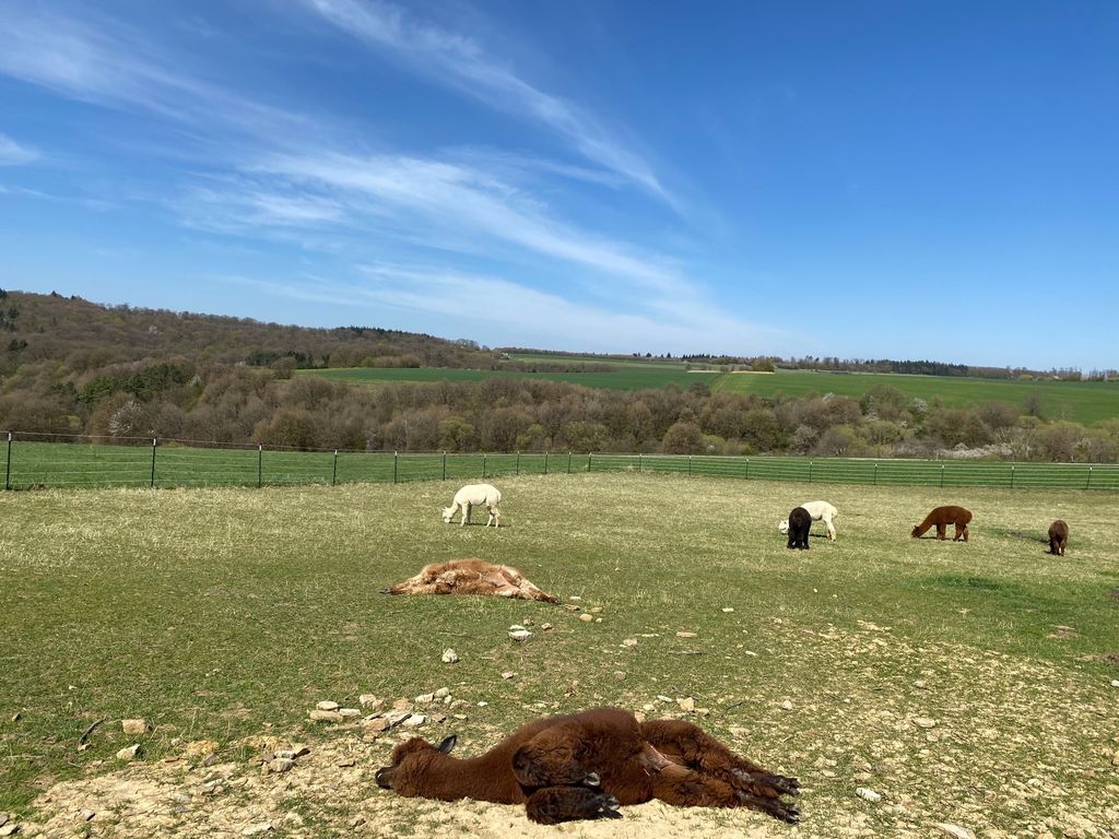 Camping at the alpaca farm in solitude