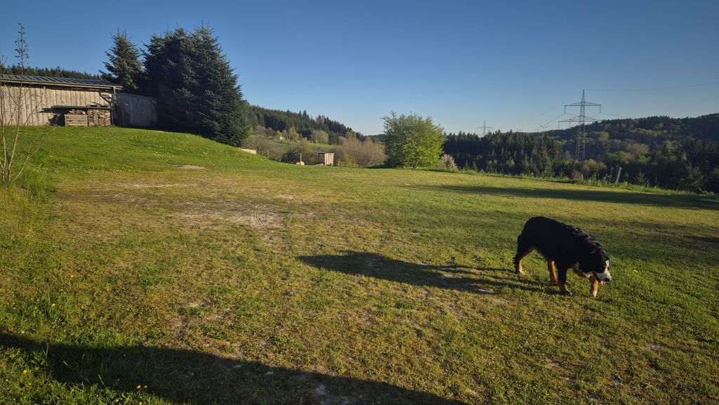 Una mirada a las cabras y a nuestra Bonny