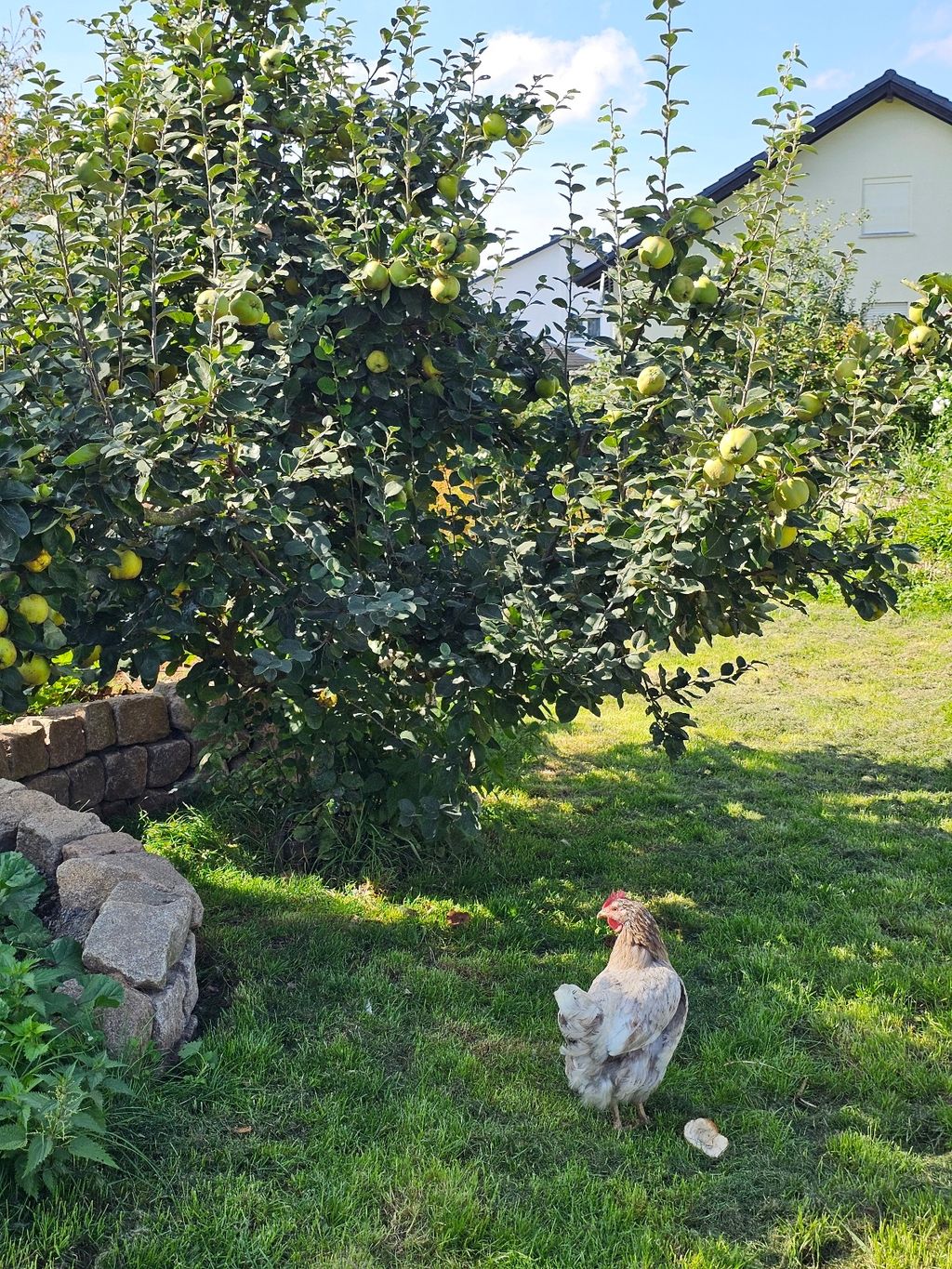 Posizione appartata in un giardino naturale - Westerwald