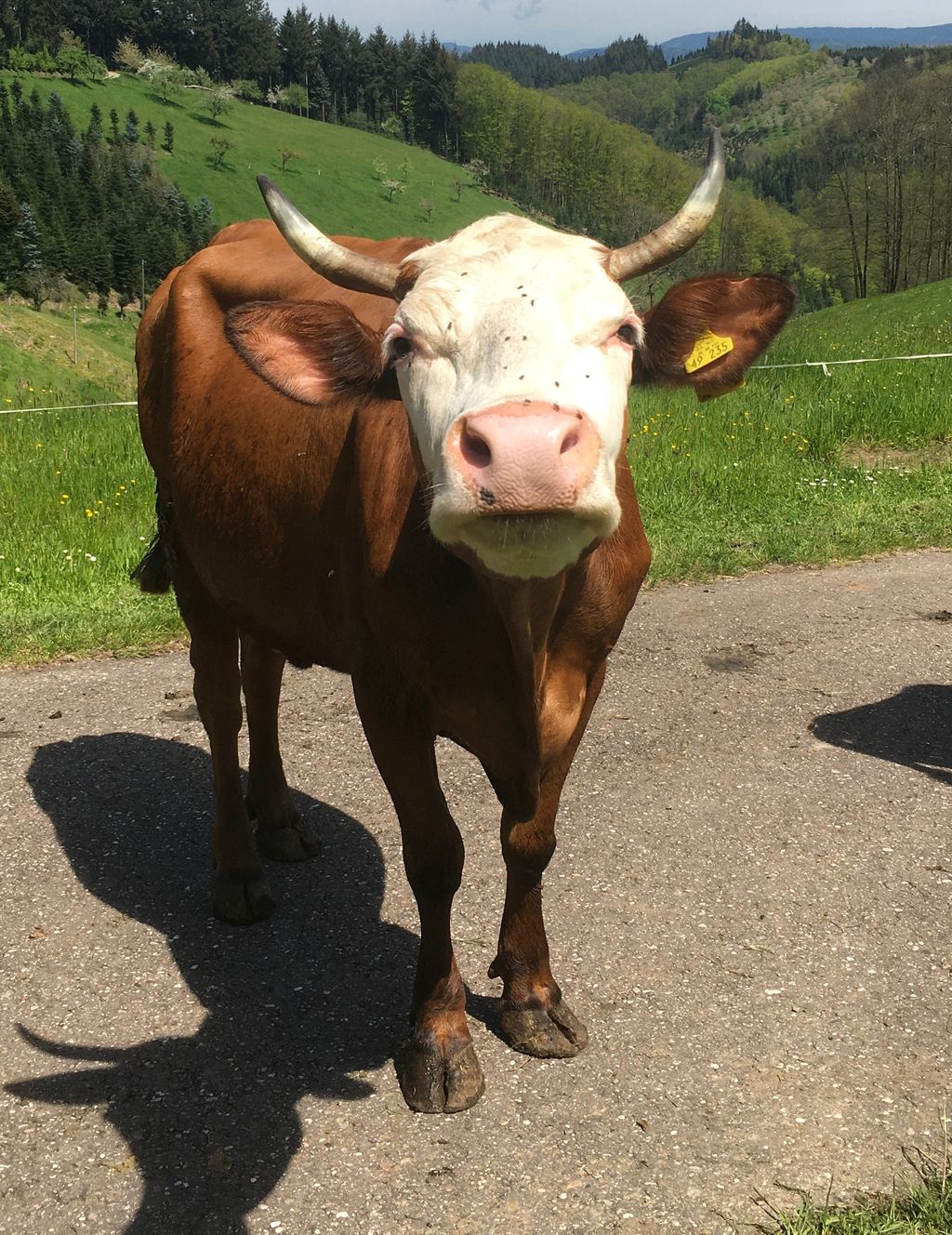 Bauernhoferlebnis, do sage Fuxs und Has gudnochd