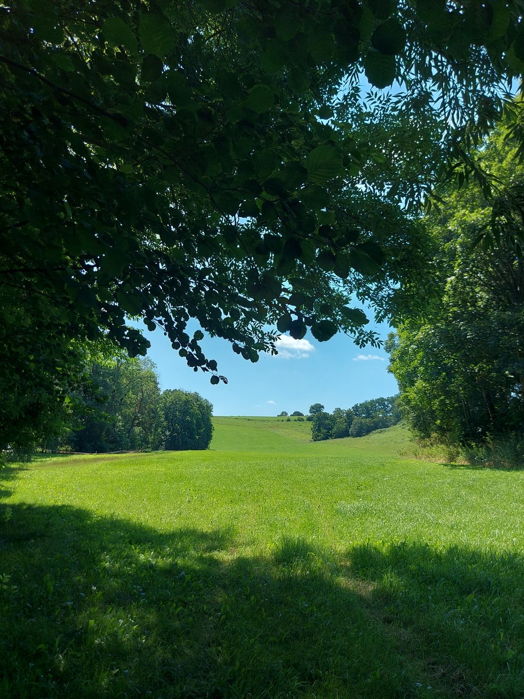 A quiet campsite on the edge of a forest and meadow