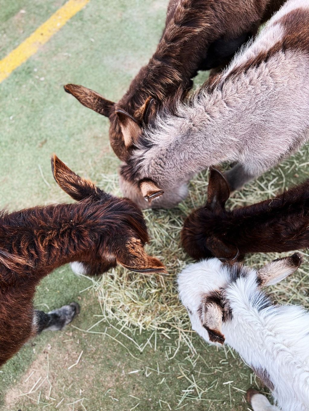 Camping at the donkey enclosure at Erlebnishof Odenwald