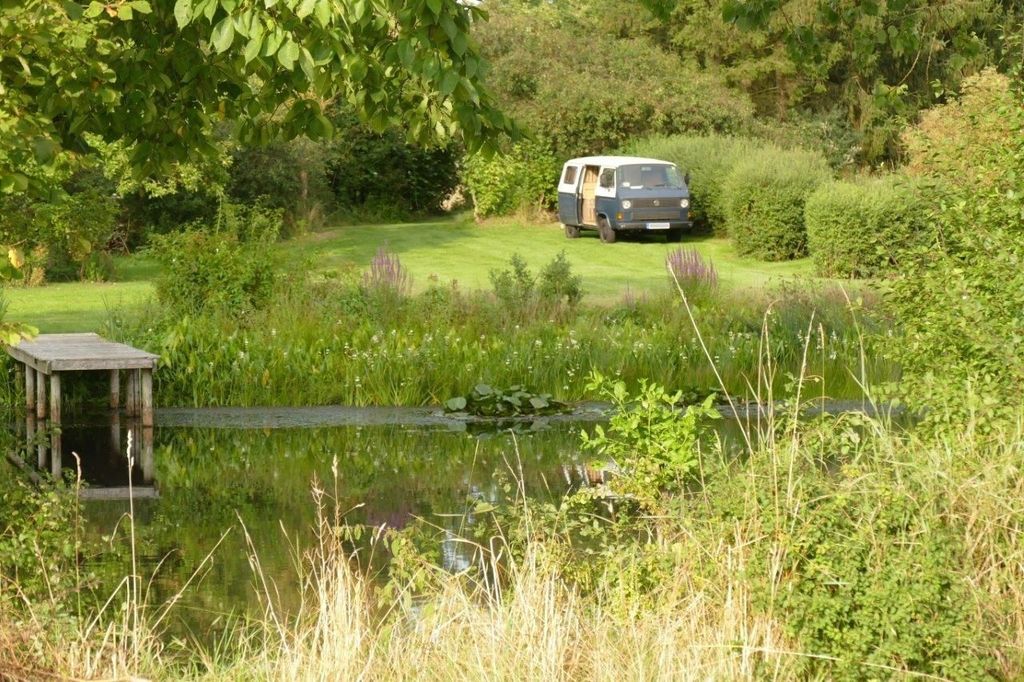 Il canto delle rane e il cinguettio degli uccelli vicino allo stagno