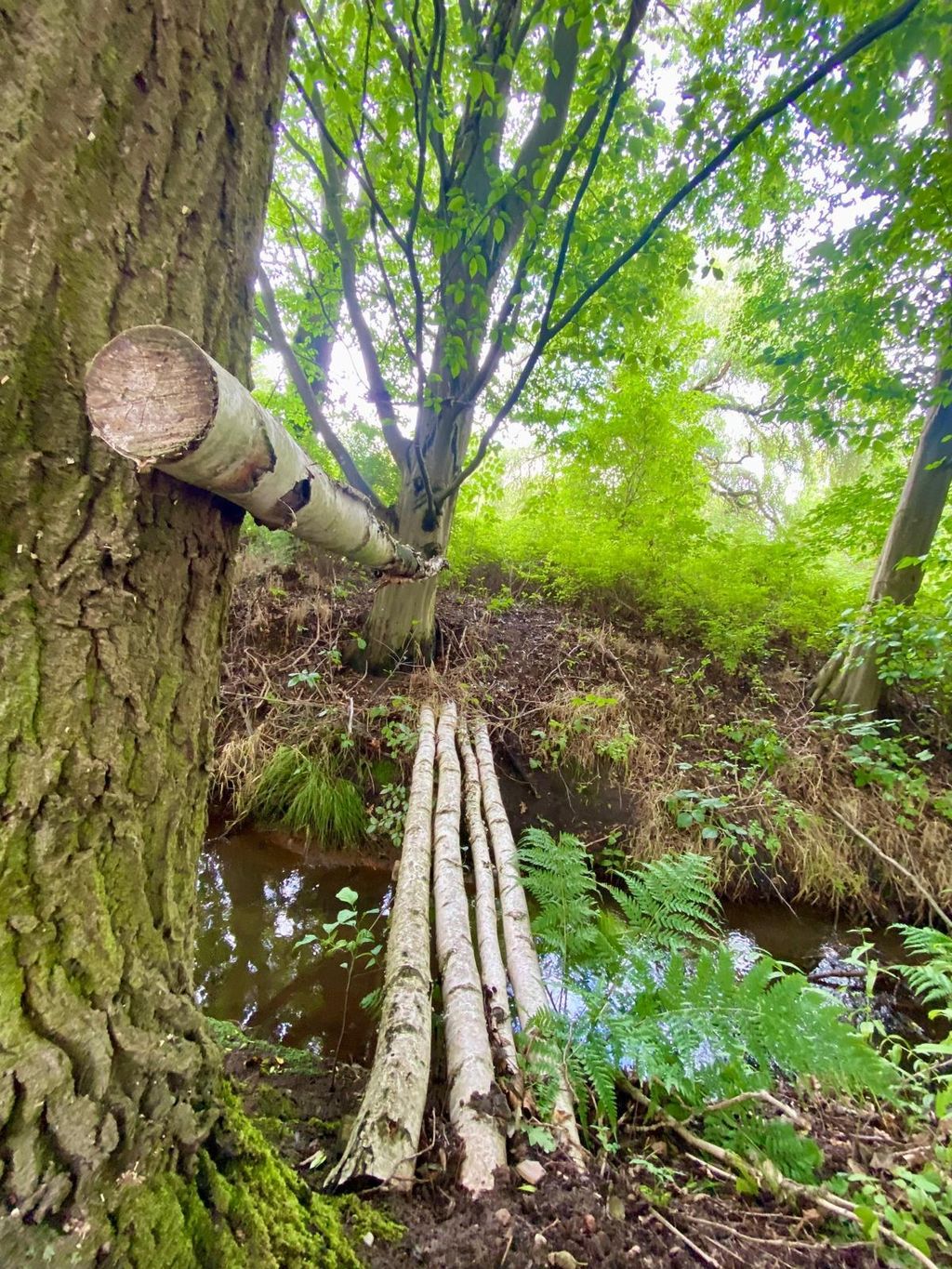 Fläming: Nature camping with stream & birch forest