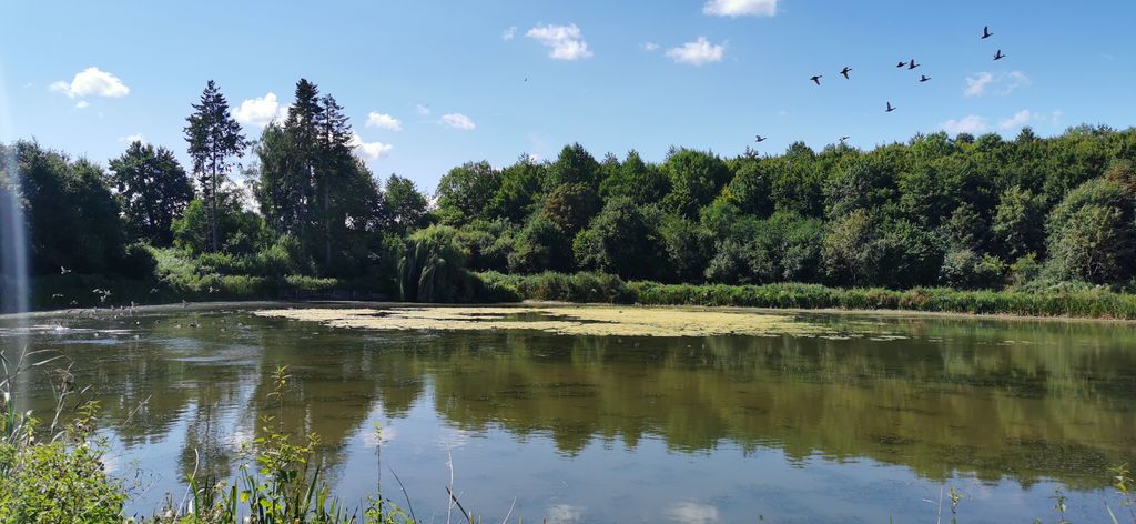 Paradiso naturale presso lo stagno🌲🦔🐿️