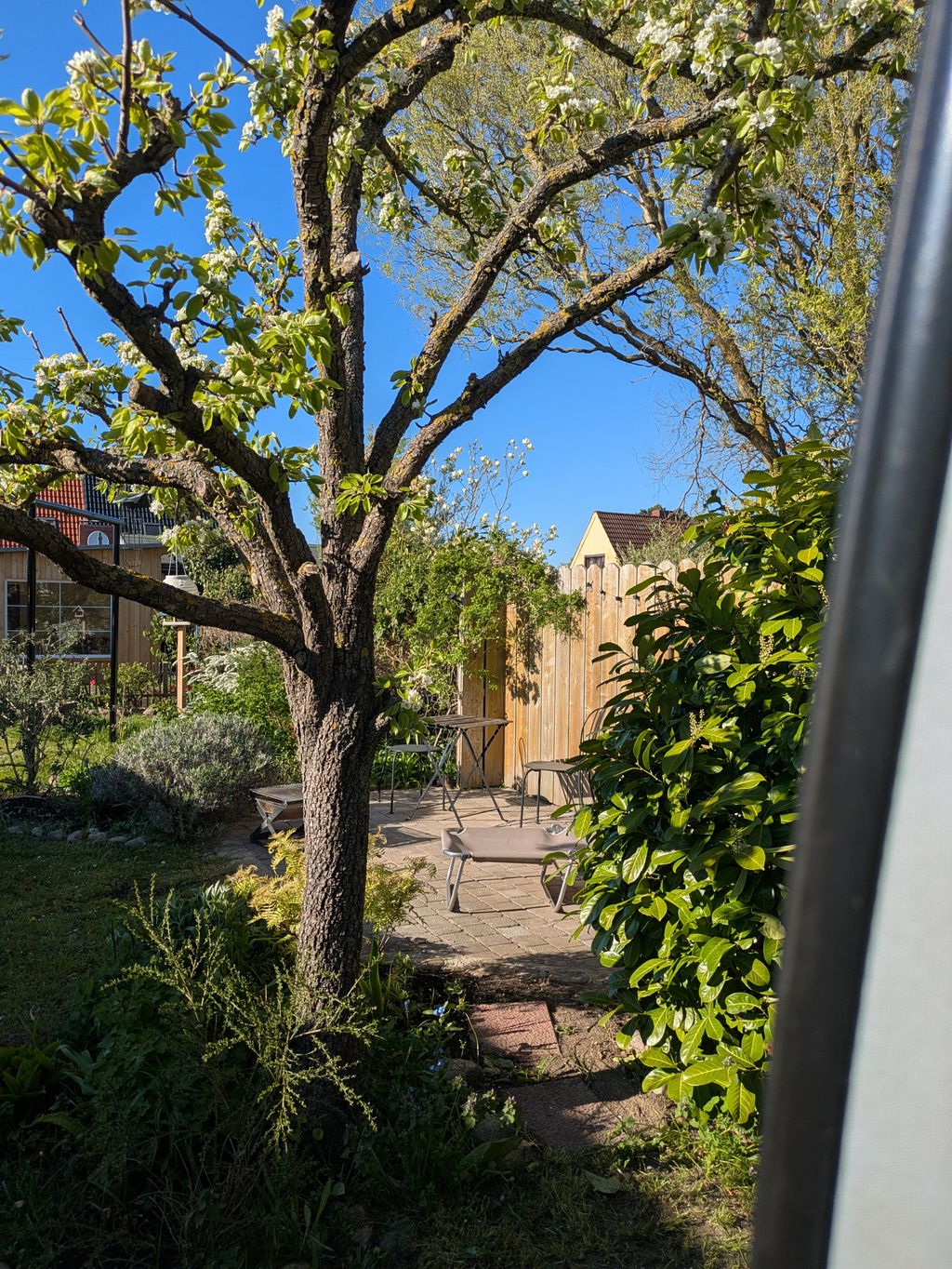 Nel frutteto - nei pressi di Fischland-Darss-Zingst