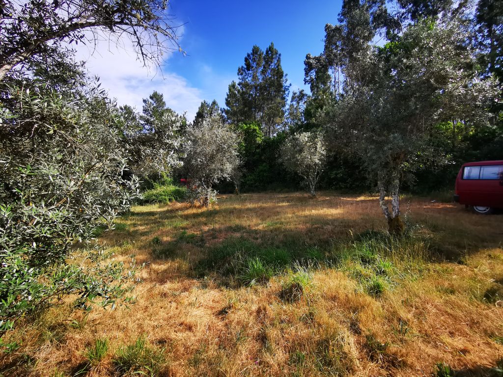 Dans le panier à olives