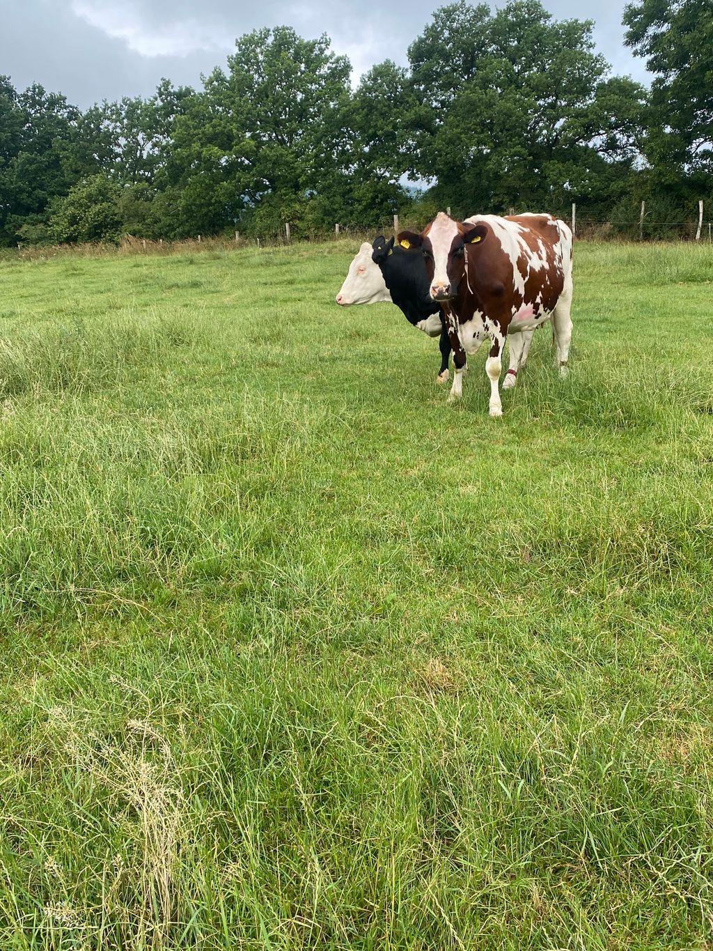 Godetevi la natura nel Sauerland