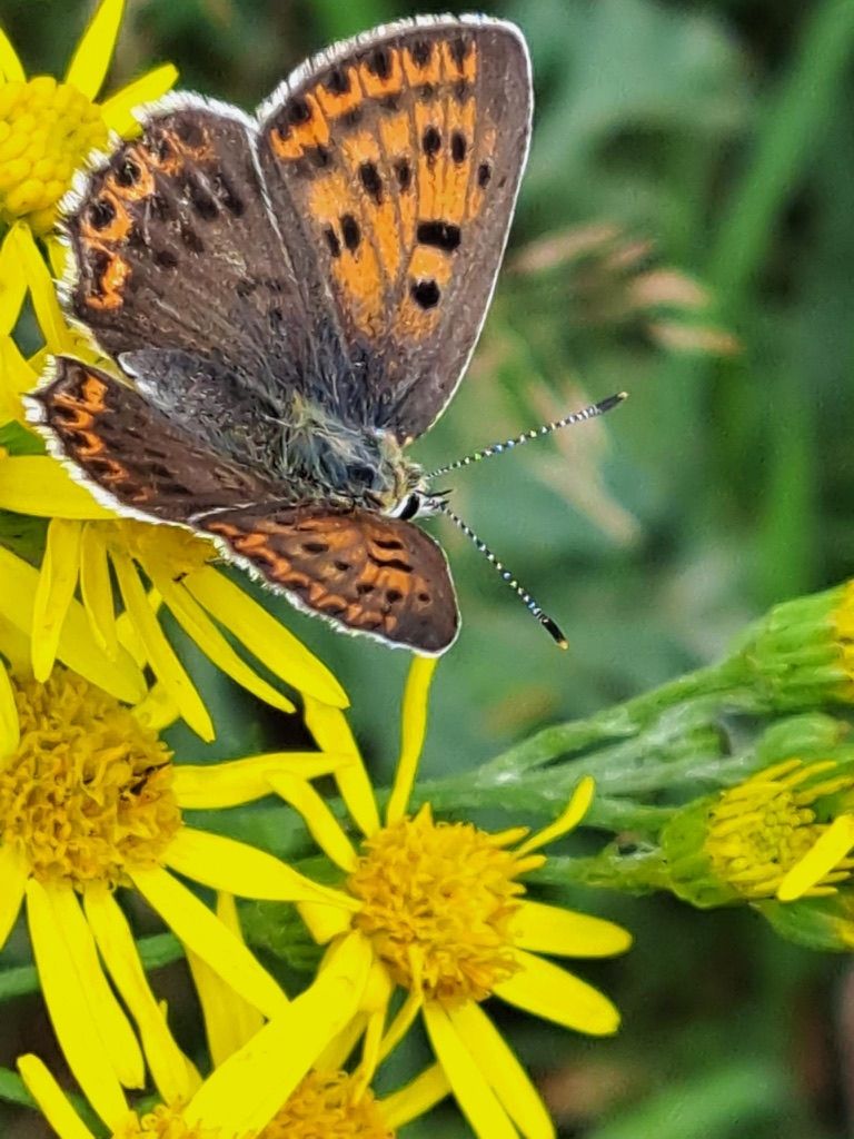 Iglucraft dans le parc naturel de Wendland, près de l'Elbe