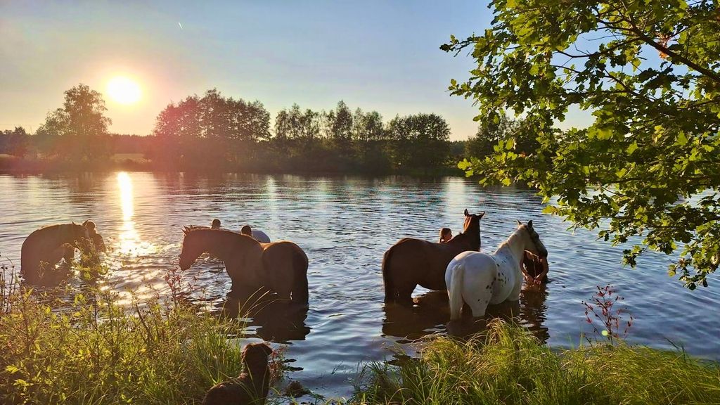 Camping on the horse meadow
